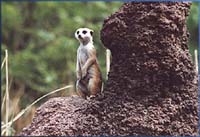 Meercats